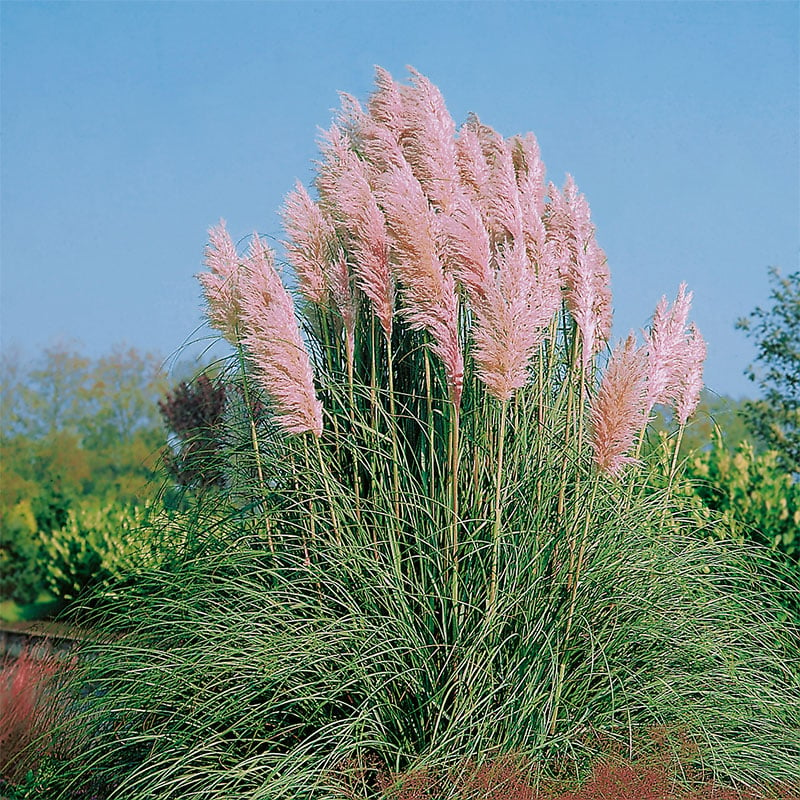 Omnia Garden PERENN PAMPASGRÄS ROSEA