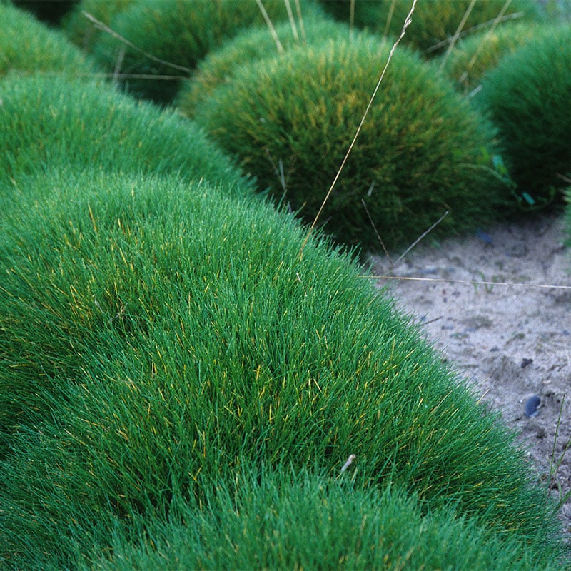 Omnia Garden PERENN BJÖRNSVINGEL