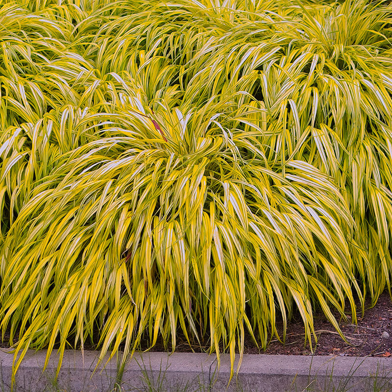 Omnia Garden PERENN HAKONEGRÄS