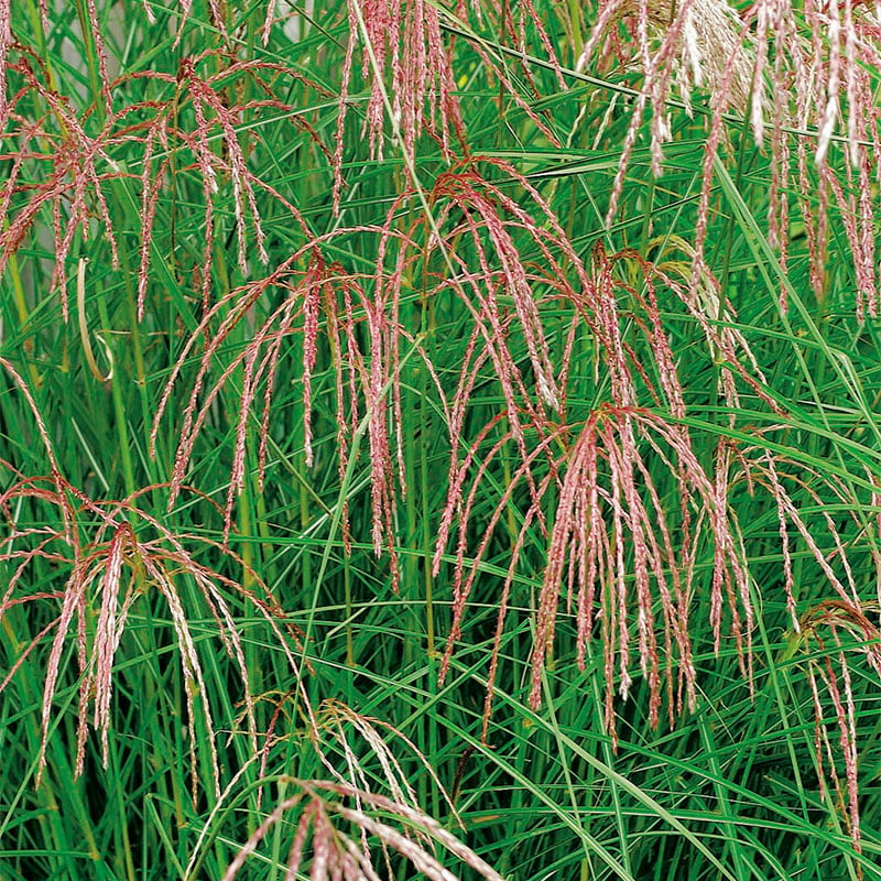 Omnia Garden PERENN GLANSMISKANTUS FLAMINGO