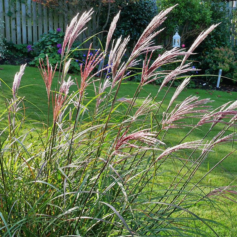 Omnia Garden PERENN GLANSMISKANTUS RED CHIEF