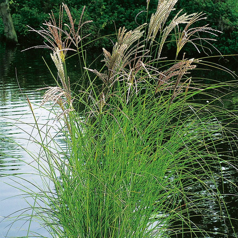 PERENN GLANSMISKANTUS KLEINE SILBERSPINNE