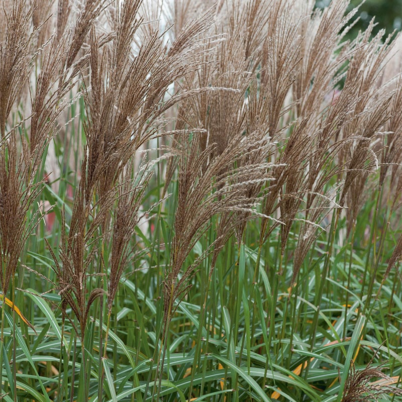 Omnia Garden PERENN GLANSMISKANTUS MALEPARTUS