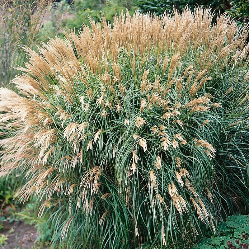 Omnia Garden PERENN GLANSMISKANTUS YAKU JIMA