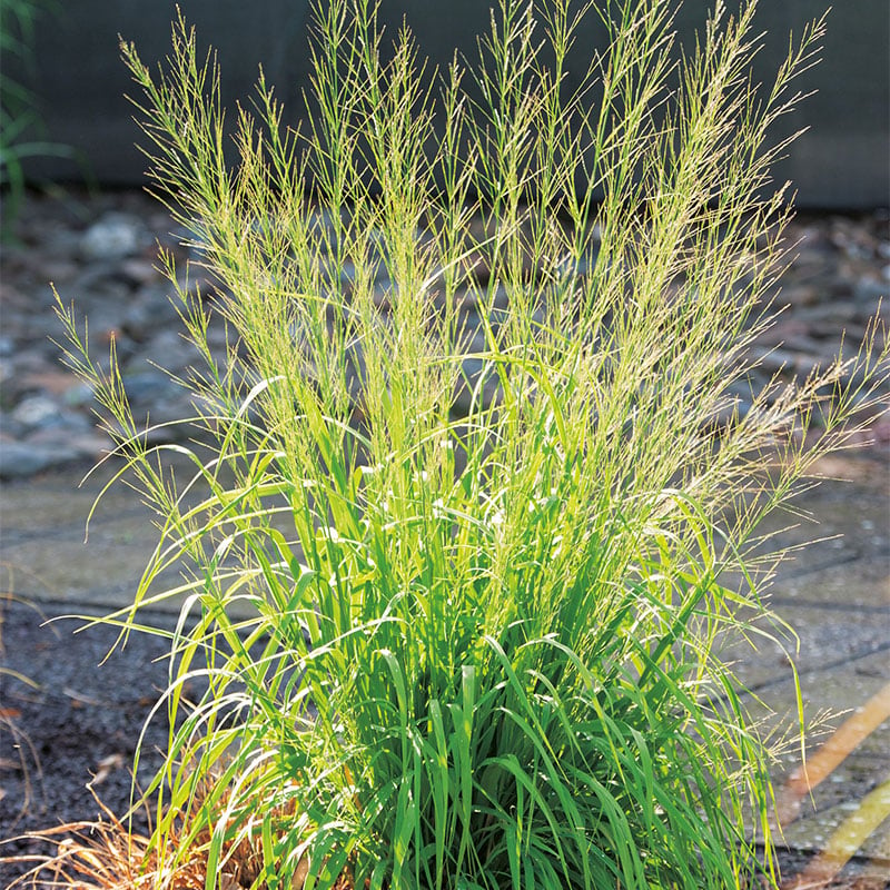 Omnia Garden PERENN JÄTTETÅTEL TRANSPARENT