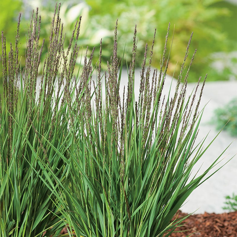 Omnia Garden PERENN BLÅTÅTEL