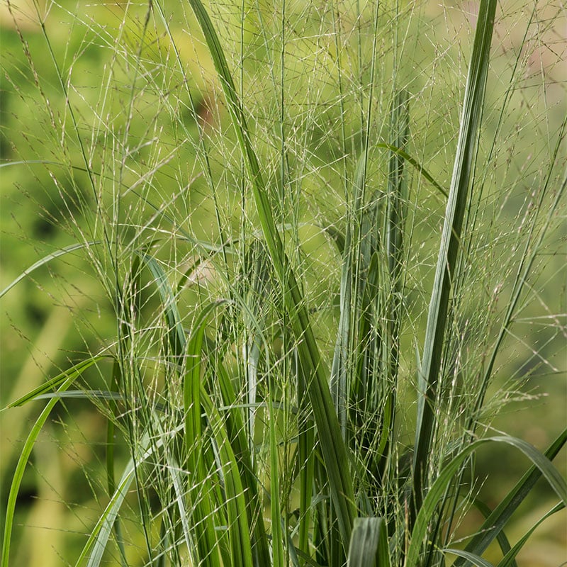 Omnia Garden PERENN JÄTTETÅTEL KARL FOERSTER