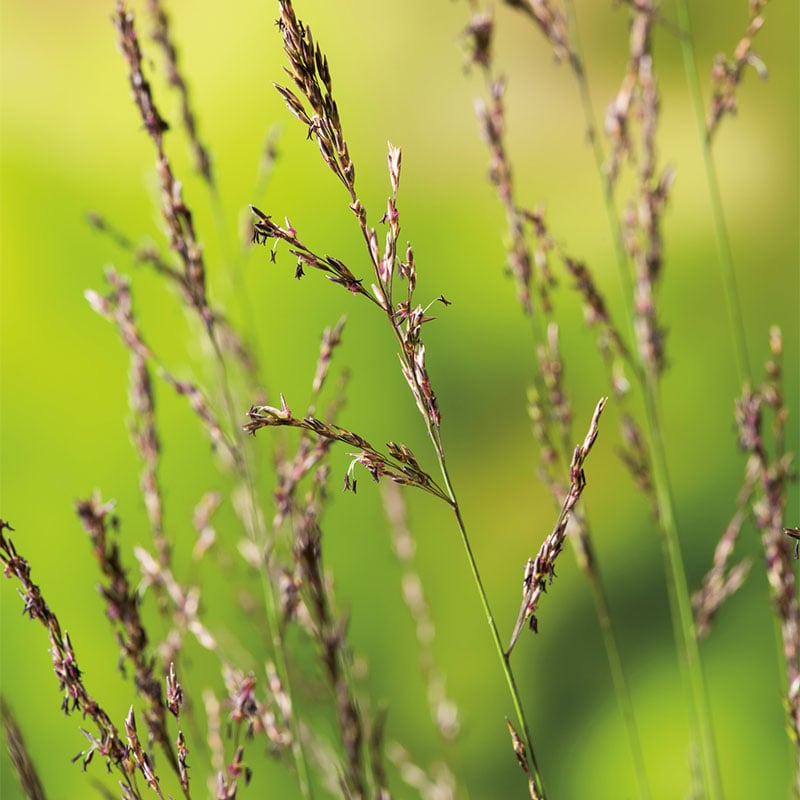 Omnia Garden PERENN BLÅTÅTEL MOLINIA