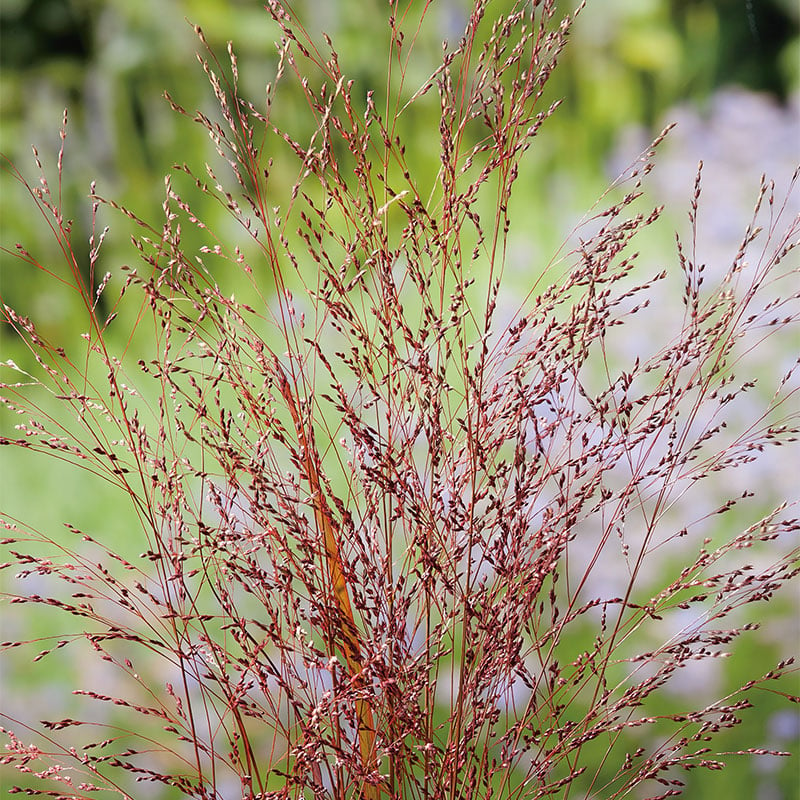 Omnia Garden PERENN JUNGFRUHIRS