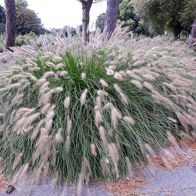 Omnia Garden PERENN LAMPBORSTGRÄS