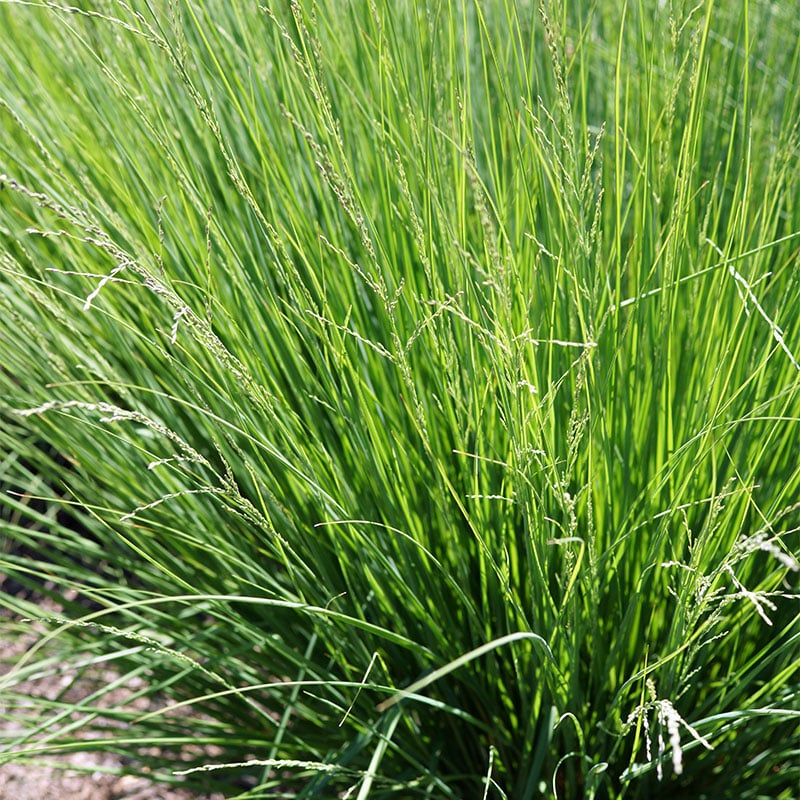 Omnia Garden PERENN HÖSTÄLVÄXING