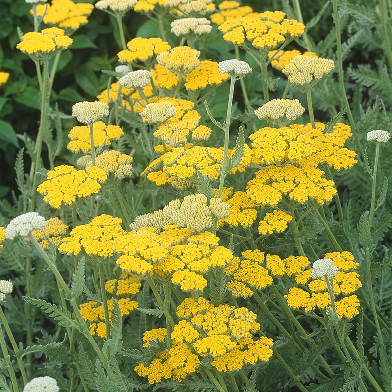 Omnia Garden PERENN GYLLENRÖLLEKA