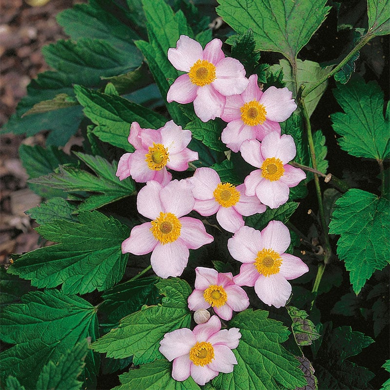 Omnia Garden PERENN HÖSTANEMON ROBUSTISSIMA