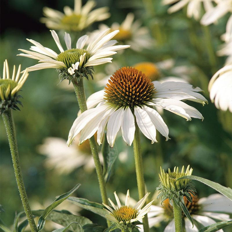 Omnia Garden PERENN SOLHATT RUDBECKIA ALBA