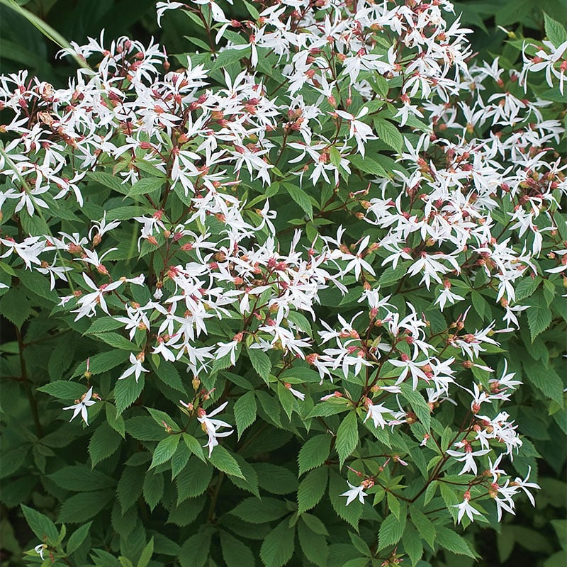 Omnia Garden PERENN GILLENIA TREBLADSPIRA