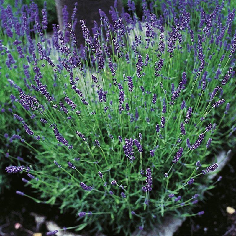 Omnia Garden PERENN LAVENDEL HIDCOTE