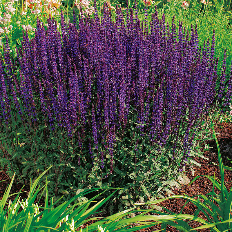 Omnia Garden PERENN STÄPPSALVIA CARADONNA