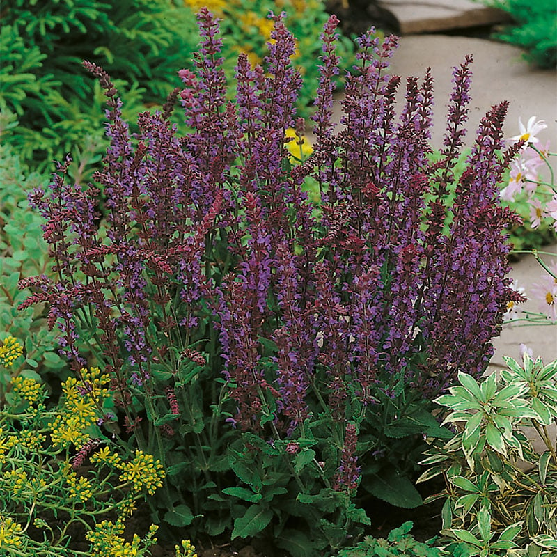 Omnia Garden PERENN STÄPPSALVIA OSTFRIESLAND