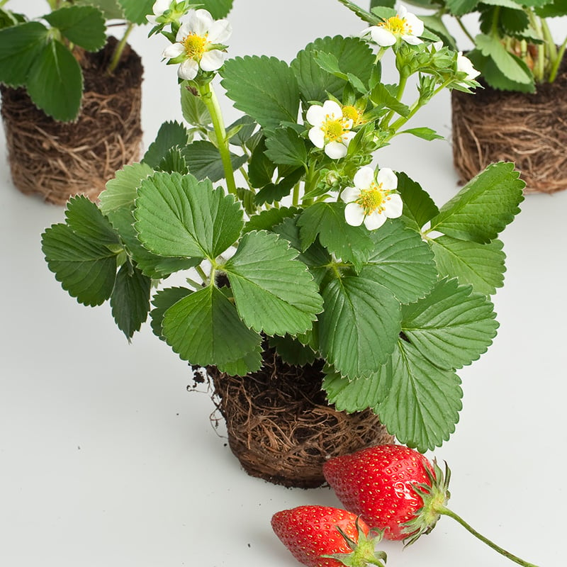 Omnia Garden BÄR JORDGUBBE OSTARA