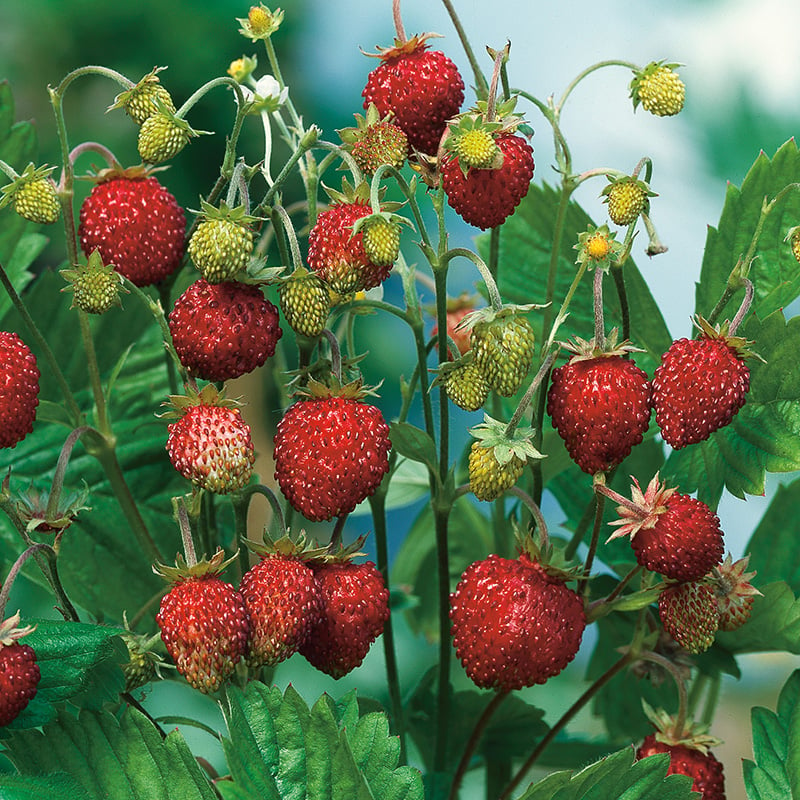 Omnia Garden BÄR MÅNDASSMULTRON RÜGEN