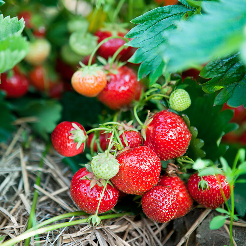 Omnia Garden BÄR SMULGUBBE REBECKA