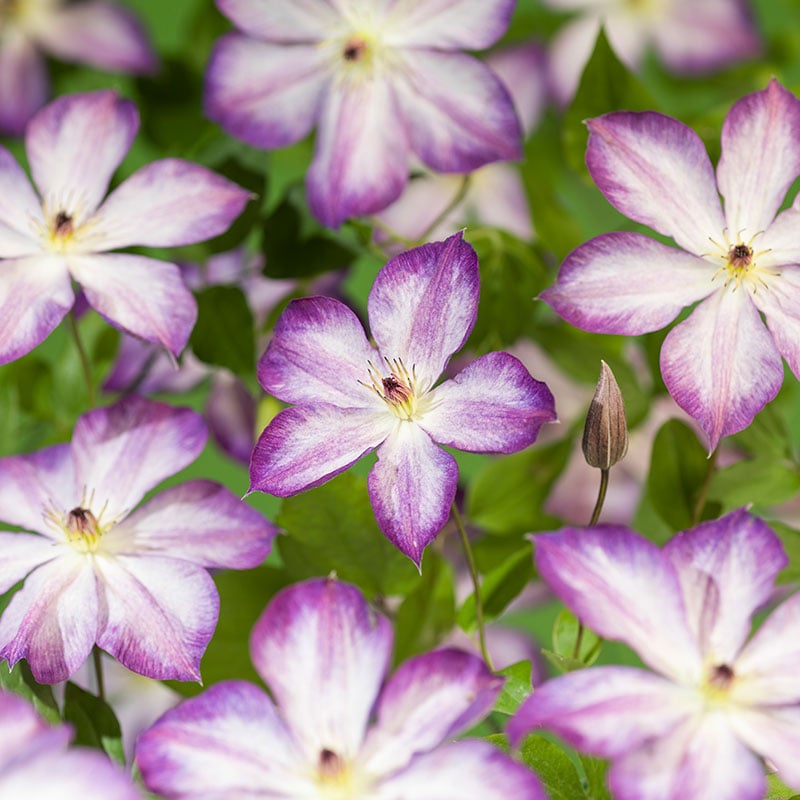 Omnia Garden KLÄTTERVÄXT KELMATIS PERNILLE