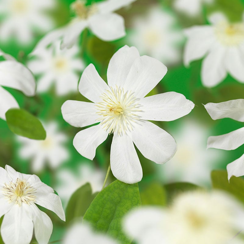 Omnia Garden KLÄTTERVÄXT KLEMATIS WADAS PRIMROSE