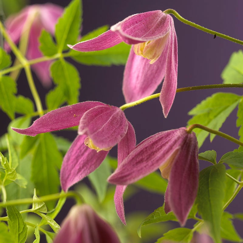 KLÄTTERVÄXT ALPKLEMATIS ROSA