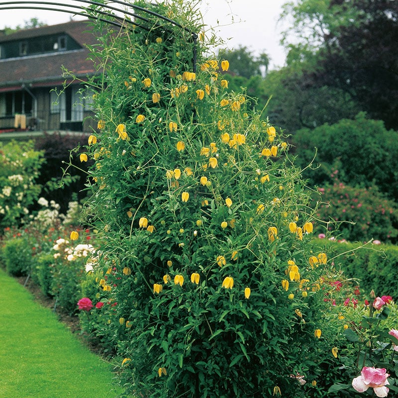 Omnia Garden KLÄTTERVÄXT GULLKLEMATIS