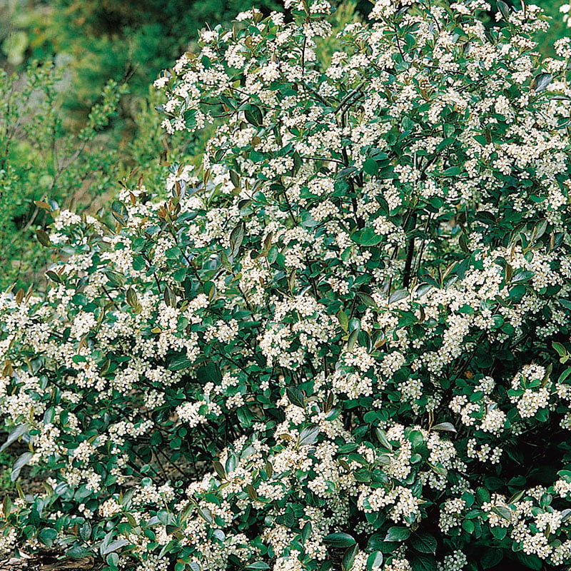 SVART ARONIA 20-30CM