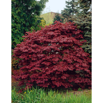 Prydnadsbuske Röd Japansk Lönn Atropurpureum 40-60 cm Omnia Garden