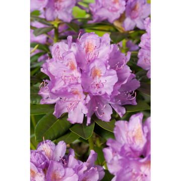 Rhododendron Parkrododendron Catawbiense Grandiflorum 30-40 cm Omnia Garden