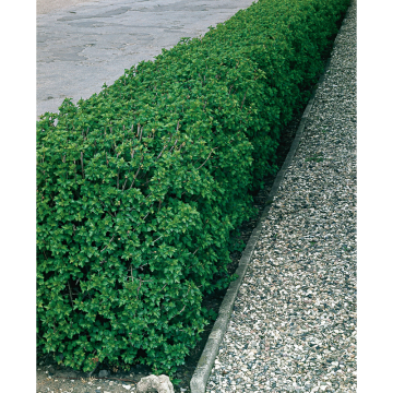 Häck Måbär 40-60 cm 2-4 gr barrot (A) Omnia Garden