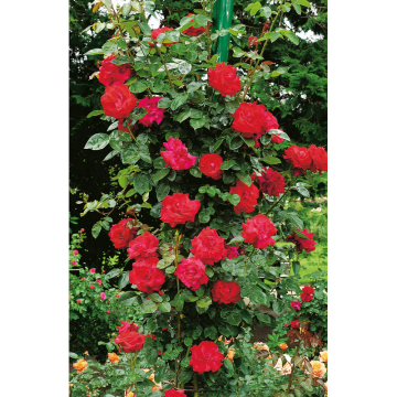 Rosor Storblommig Klätterros Santana® Barrot Omnia Garden